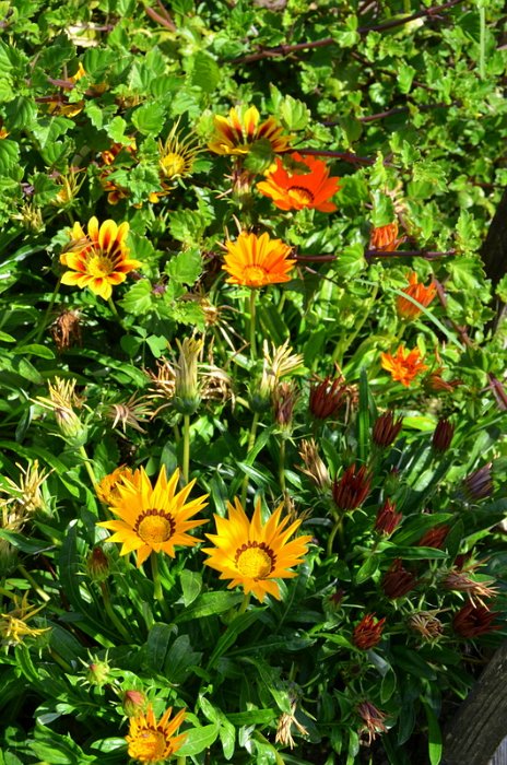 Gazania x splendens 'Daybreak melange' (2)